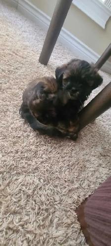 Puppies for Rehoming - Photo 2