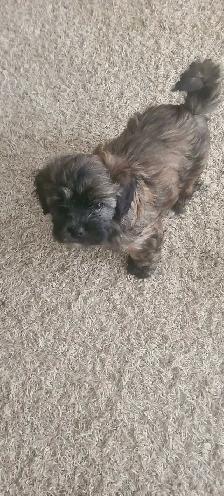 Puppies for Rehoming - Photo 3
