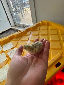 Coturnix quail chicks