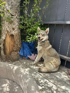 Dog to Good Home