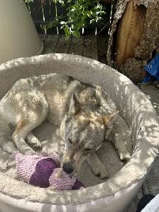 Dog to Good Home - Photo 2