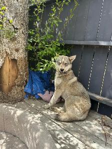 Dog to Good Home - Photo 3