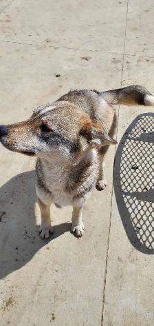 Dog to Good Home - Photo 4