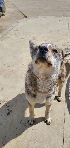 Dog to Good Home - Photo 5