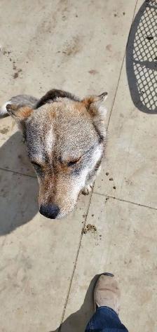Dog to Good Home - Photo 6