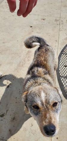 Dog to Good Home - Photo 7