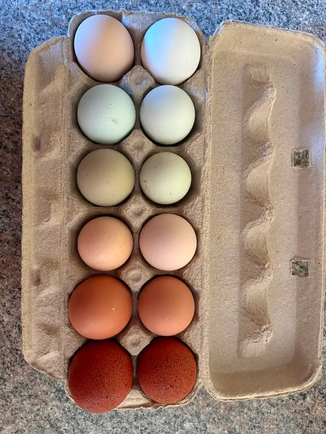 Eggs for Sale