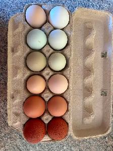 Eggs for Sale