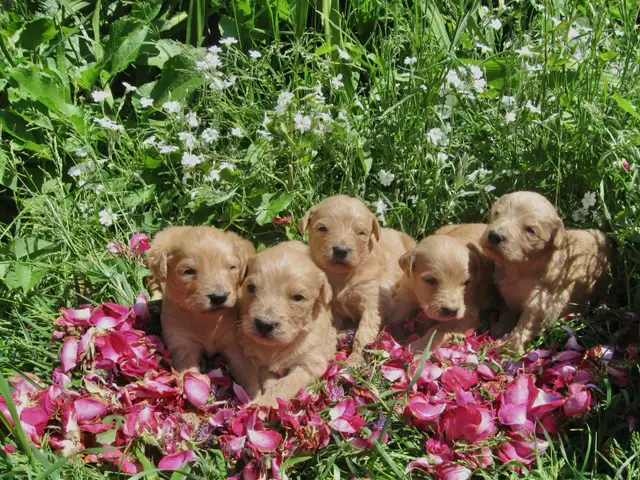 golden doodle puppies
