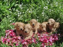 golden doodle puppies