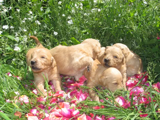 golden doodle puppies - Photo 2