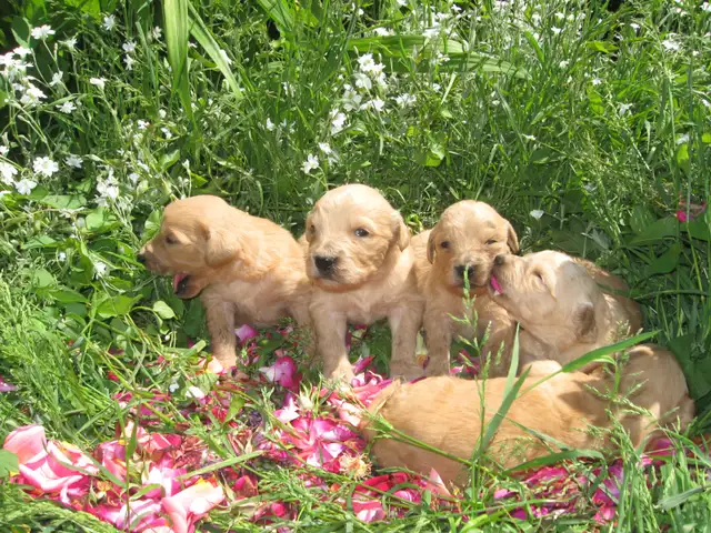 golden doodle puppies - Photo 3