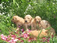 golden doodle puppies - Photo 3