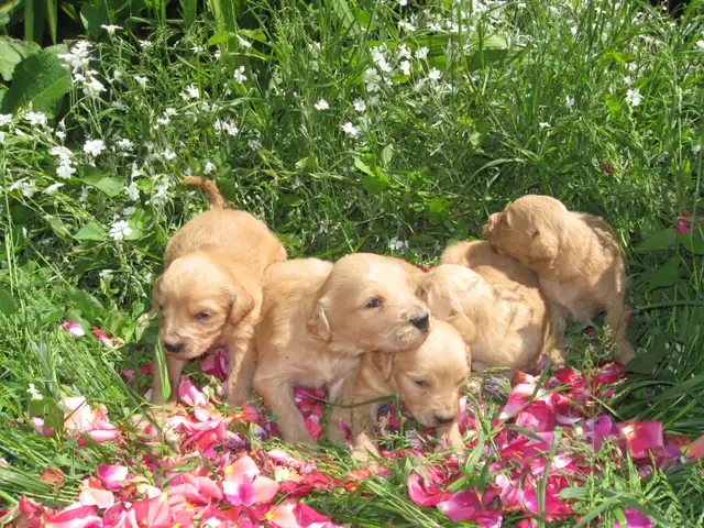golden doodle puppies - Photo 4
