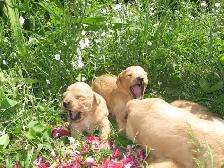 golden doodle puppies - Photo 5