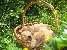 golden doodle puppies - Photo 6