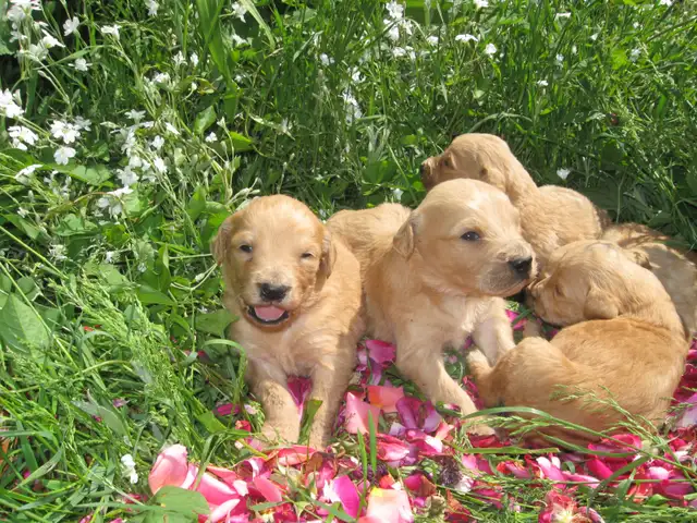 golden doodle puppies - Photo 7