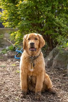 golden doodle puppies - Photo 8