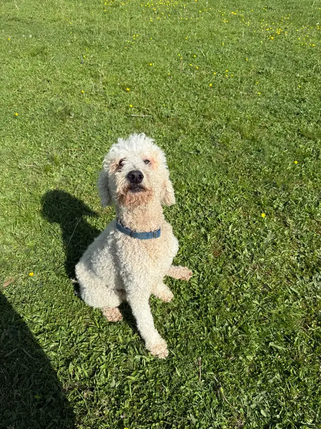 golden doodle puppies - Photo 9