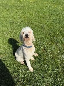 golden doodle puppies - Photo 9
