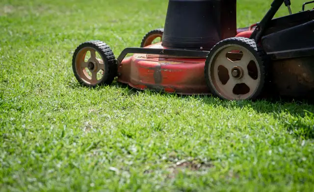 Weekly Lawn Cuts from $40 — Reliable, Vaughan, Available - Photo 2