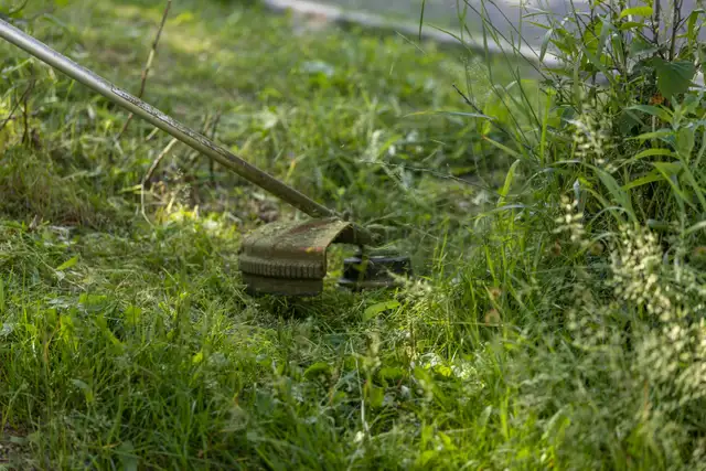 Weekly Lawn Cuts from $40 — Reliable, Vaughan, Available - Photo 3