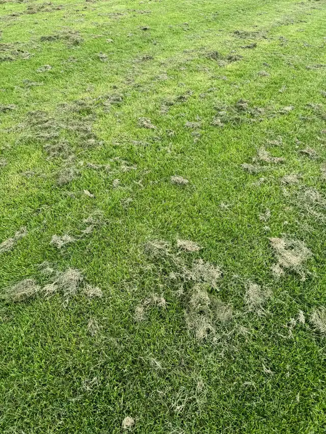 Weekly Lawn Cuts from $40 — Reliable, Vaughan, Available - Photo 4