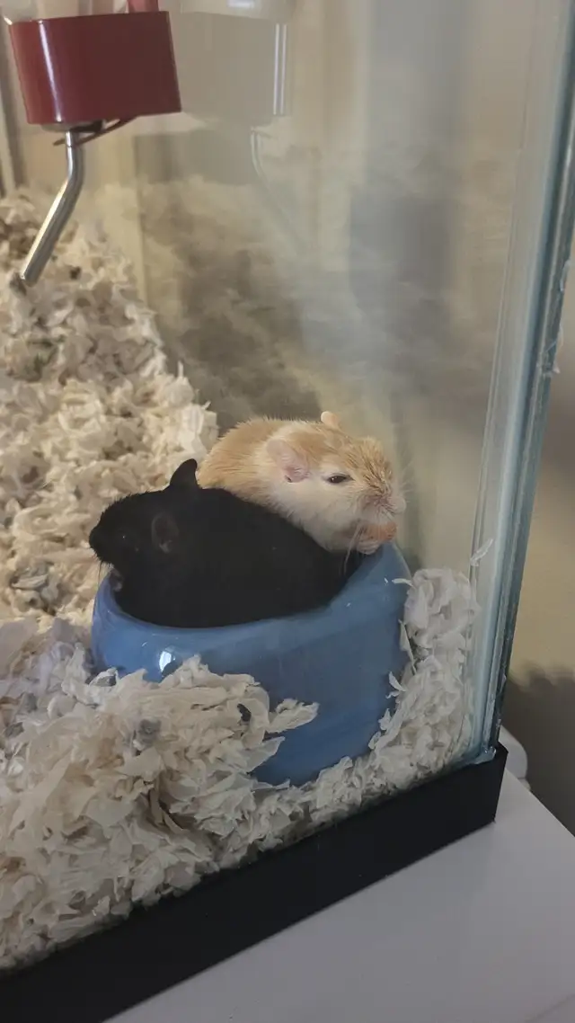 GERBILS FOR REHOME