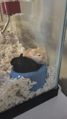 GERBILS FOR REHOME