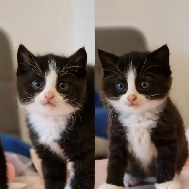 cat kitten