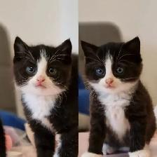 cat kitten