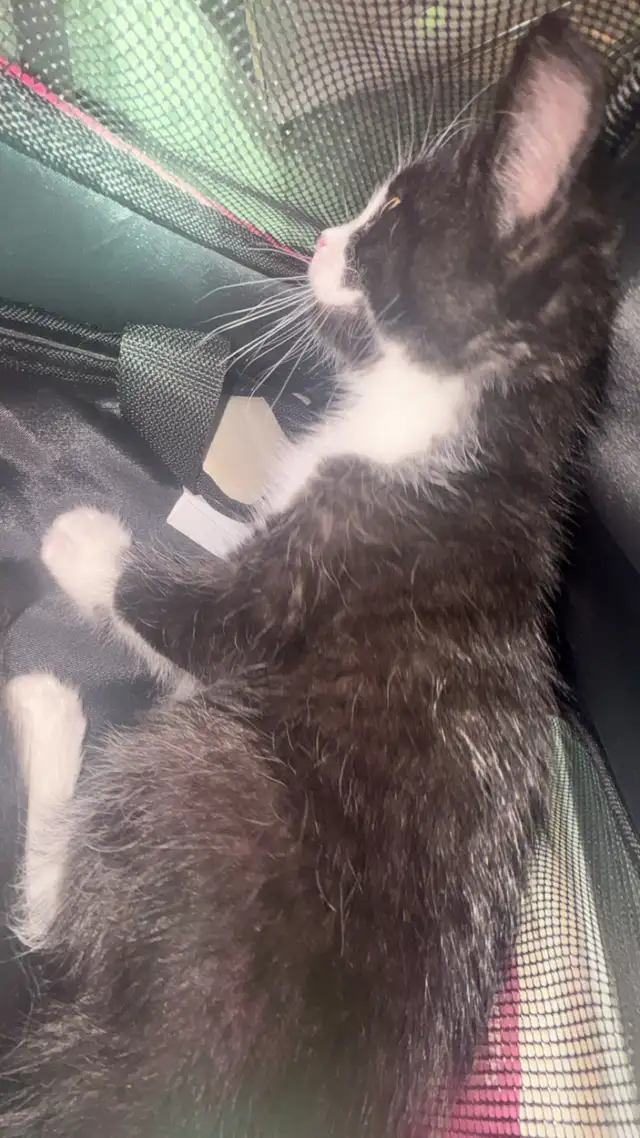 cat kitten - Photo 2