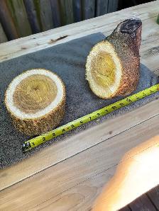 2 Natural Wood Slices for Crafting or Decor ! - Photo 3