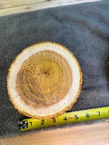 2 Natural Wood Slices for Crafting or Decor ! - Photo 4