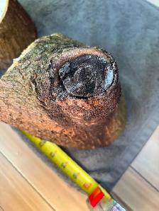 2 Natural Wood Slices for Crafting or Decor ! - Photo 6