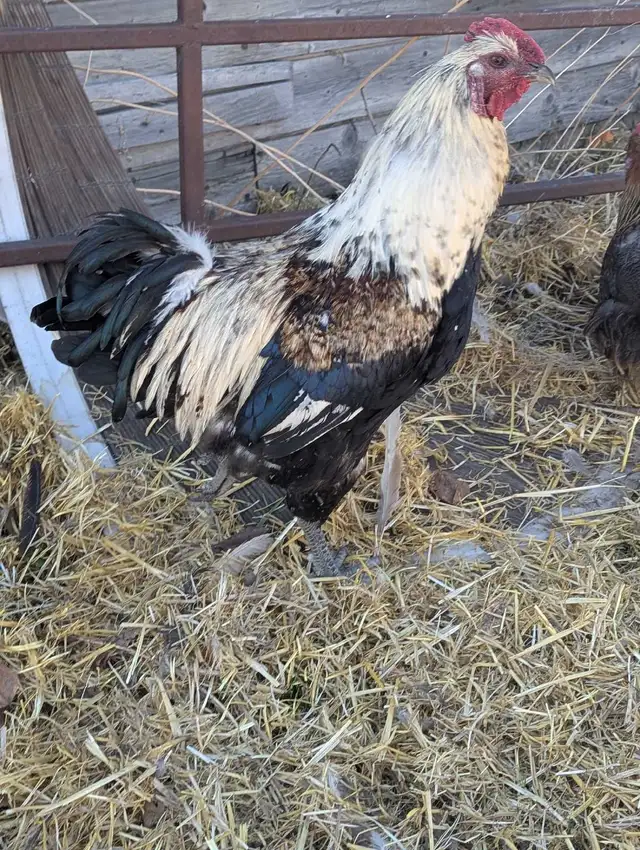Purebred Breeding Roosters
