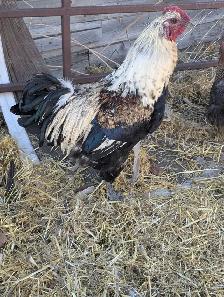 Purebred Breeding Roosters