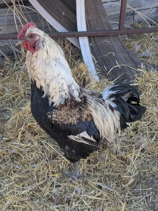 Purebred Breeding Roosters - Photo 2