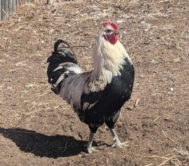 Purebred Breeding Roosters - Photo 3