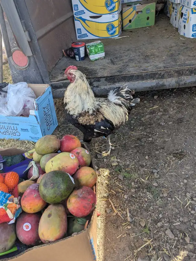 Purebred Breeding Roosters - Photo 4