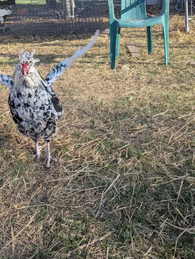 Purebred Breeding Roosters - Photo 5