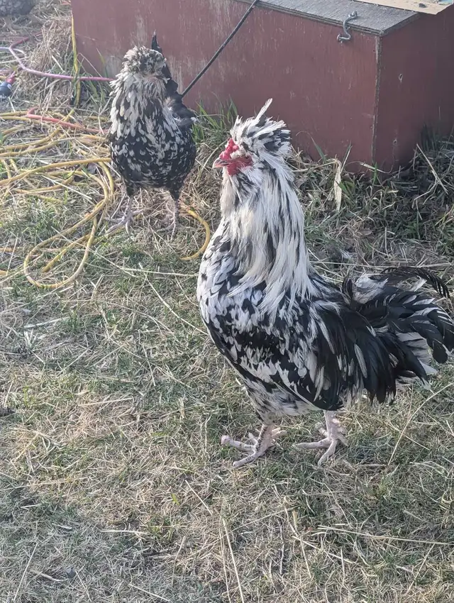 Purebred Breeding Roosters - Photo 7
