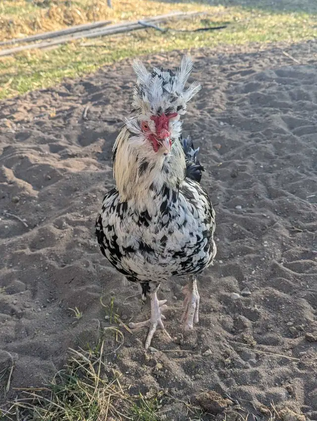 Purebred Breeding Roosters - Photo 8