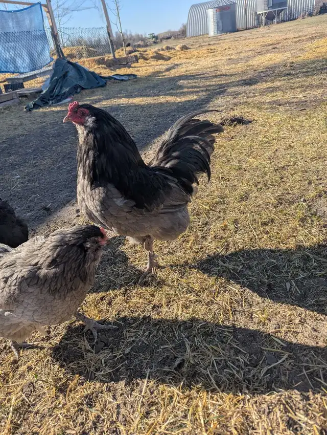 Purebred Breeding Roosters - Photo 9