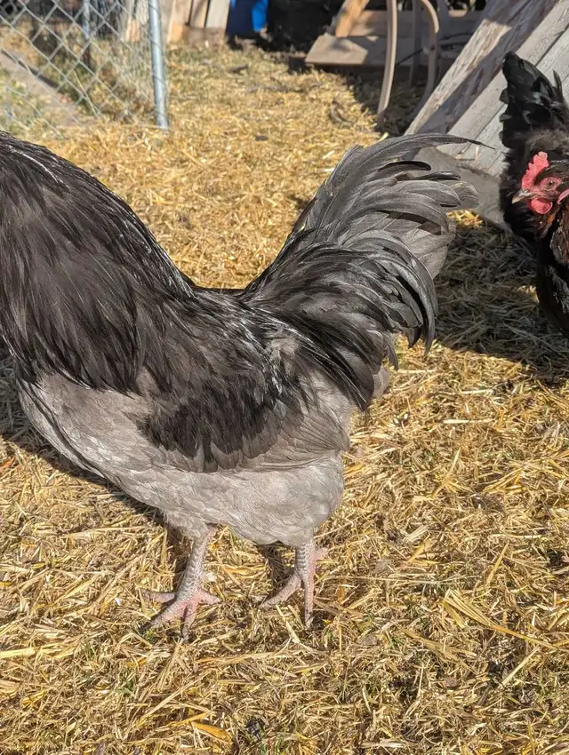 Purebred Breeding Roosters - Photo 10