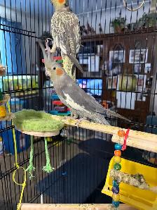 female cockatiel for sale