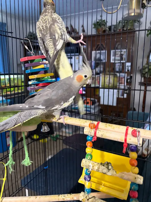 female cockatiel for sale - Photo 2