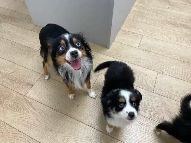 Micro Toy Size CKC Registered Miniature American Shepherd