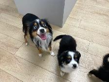 Micro Toy Size CKC Registered Miniature American Shepherd