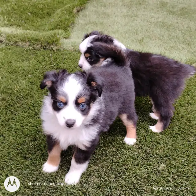 Micro Toy Size CKC Registered Miniature American Shepherd - Photo 2
